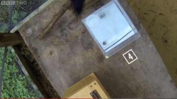 Foto - Karganın muhteşem zekası 