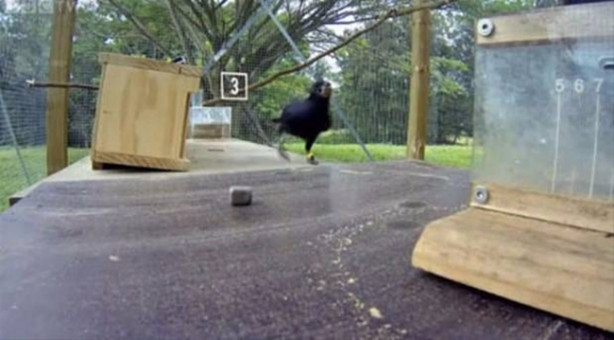 Foto - Karganın muhteşem zekası