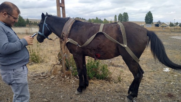 Foto - Kargo aracı at arabasına çarptı