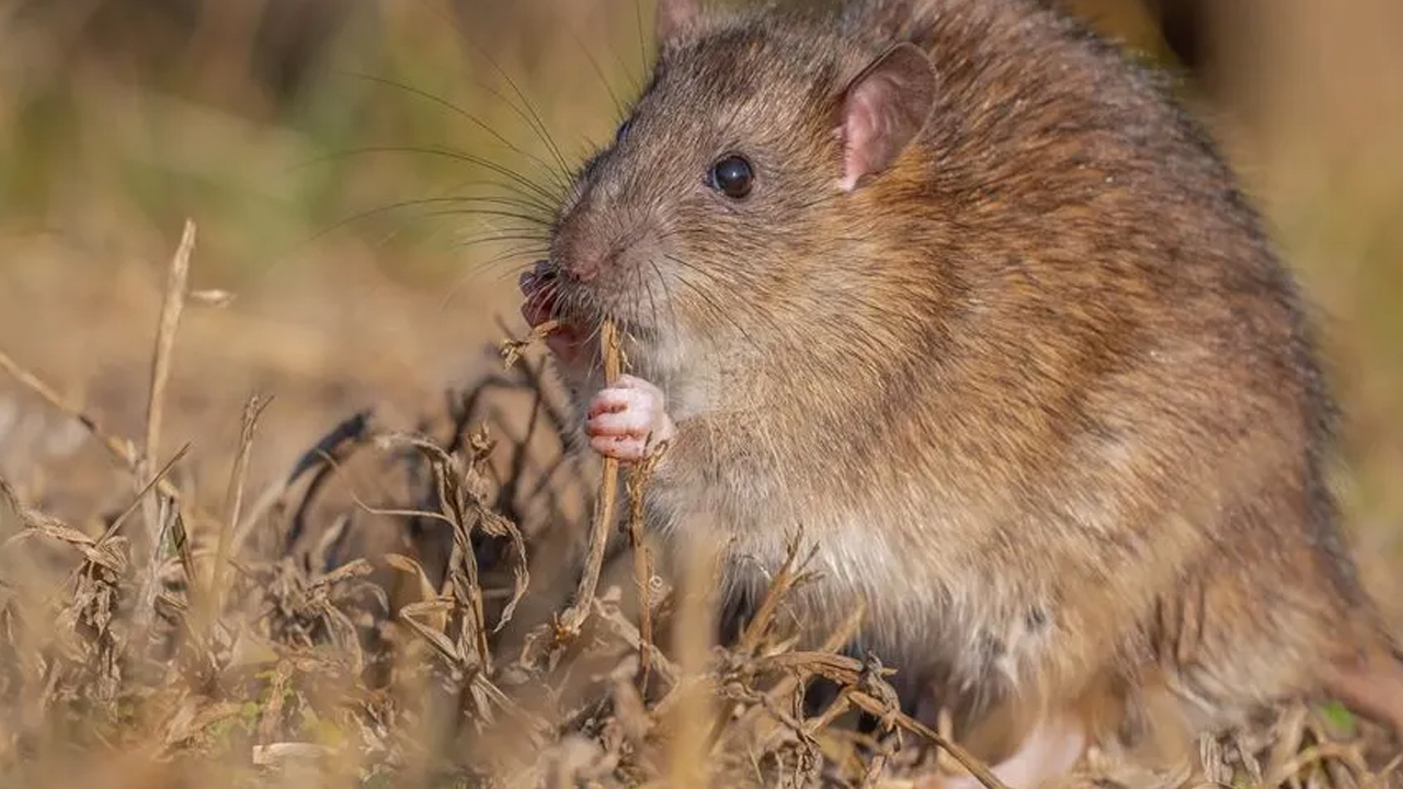 Foto - Kargo gemileri ile yayıldılar! O ilimizdeki bir gölette görüntülendi