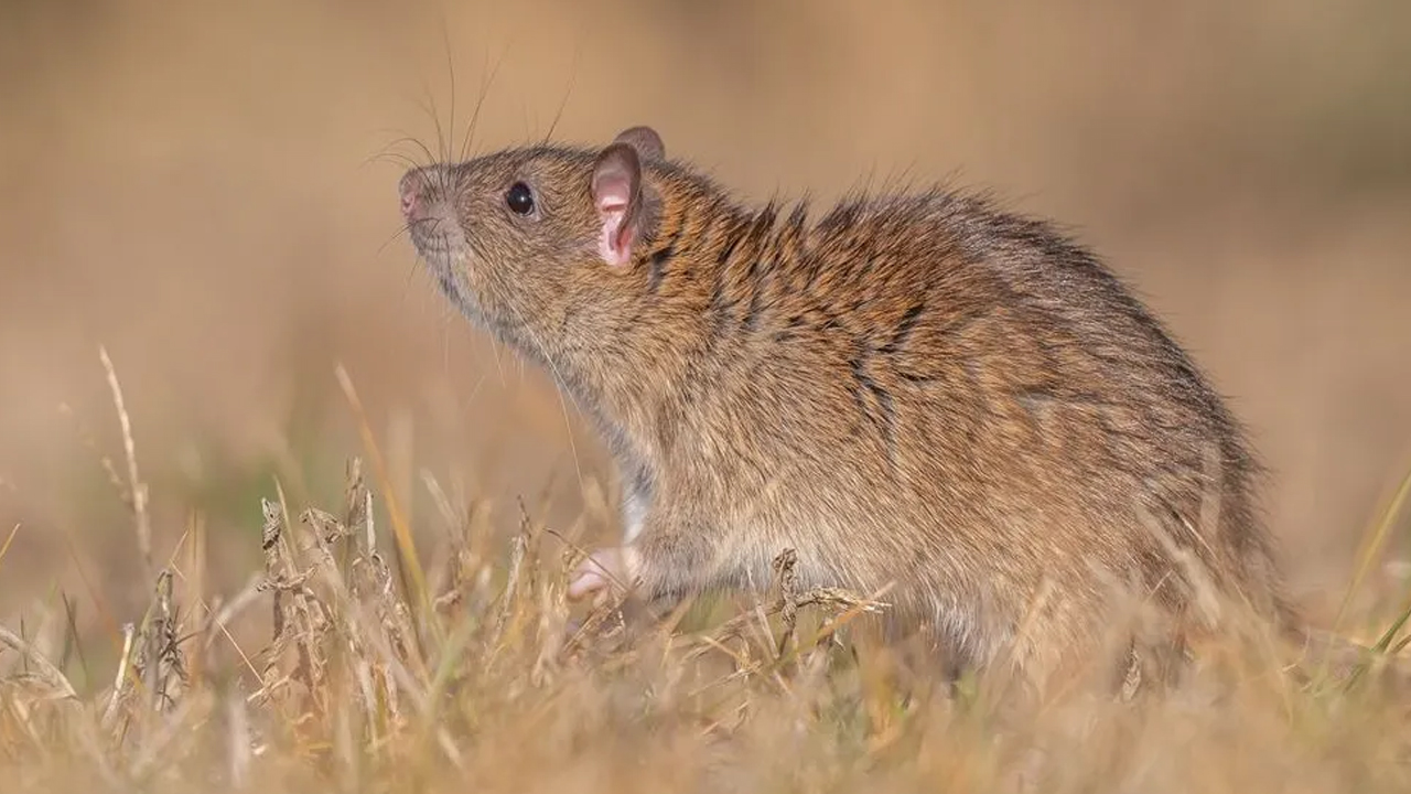 Kargo gemileri ile yayıldılar! O ilimizdeki bir gölette görüntülendi