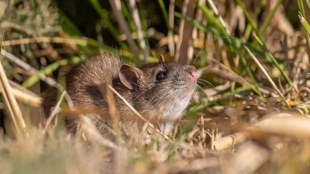 Foto - Kargo gemileri ile yayıldılar! O ilimizdeki bir gölette görüntülendi