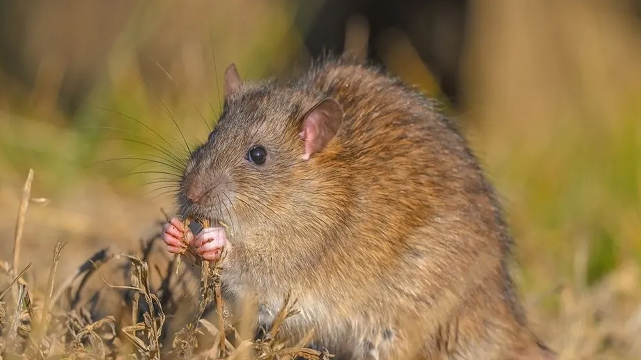 Foto - Kargo gemileri ile yayıldılar! O ilimizdeki bir gölette görüntülendi