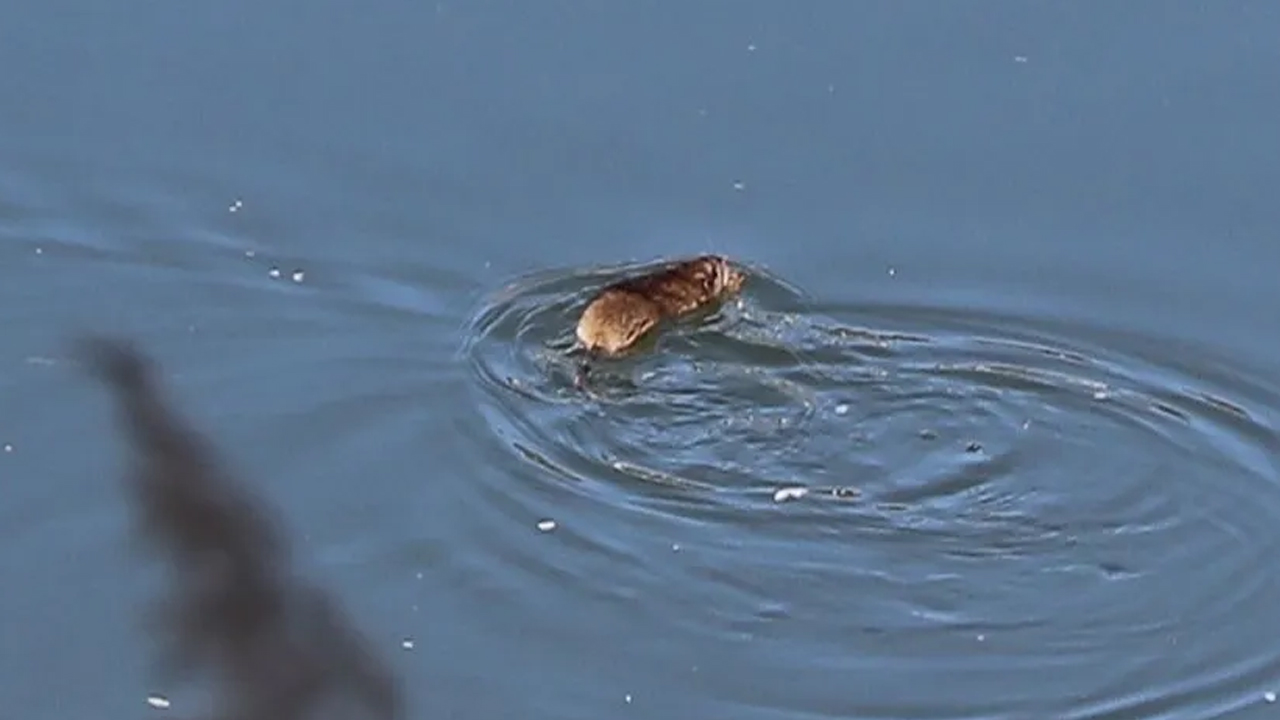 Foto - Kargo gemileri ile yayıldılar! O ilimizdeki bir gölette görüntülendi