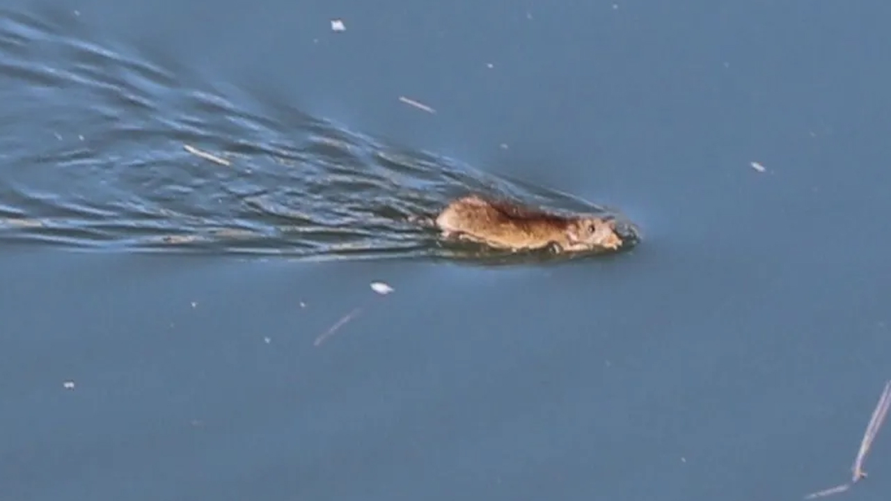 Foto - Kargo gemileri ile yayıldılar! O ilimizdeki bir gölette görüntülendi