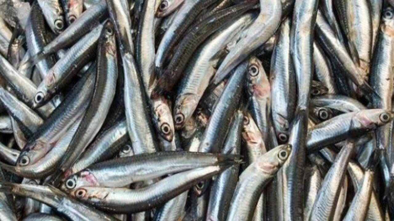 Foto - Karın kısmı bu şekildeyse almayın..! Bayat balık nasıl anlaşılır?