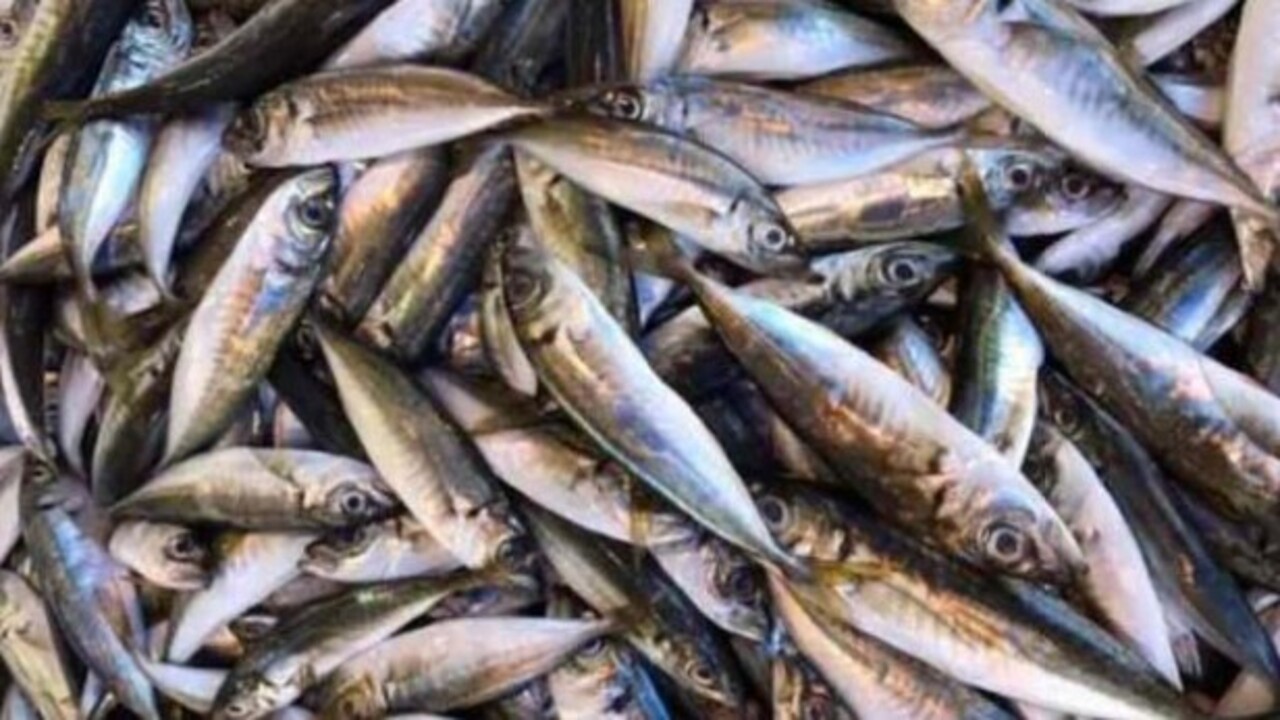 Foto - Karın kısmı bu şekildeyse almayın..! Bayat balık nasıl anlaşılır?