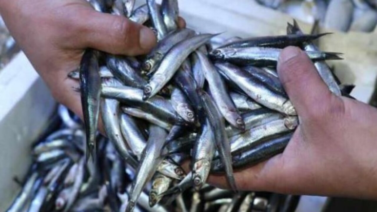 Foto - Karın kısmı bu şekildeyse almayın..! Bayat balık nasıl anlaşılır?