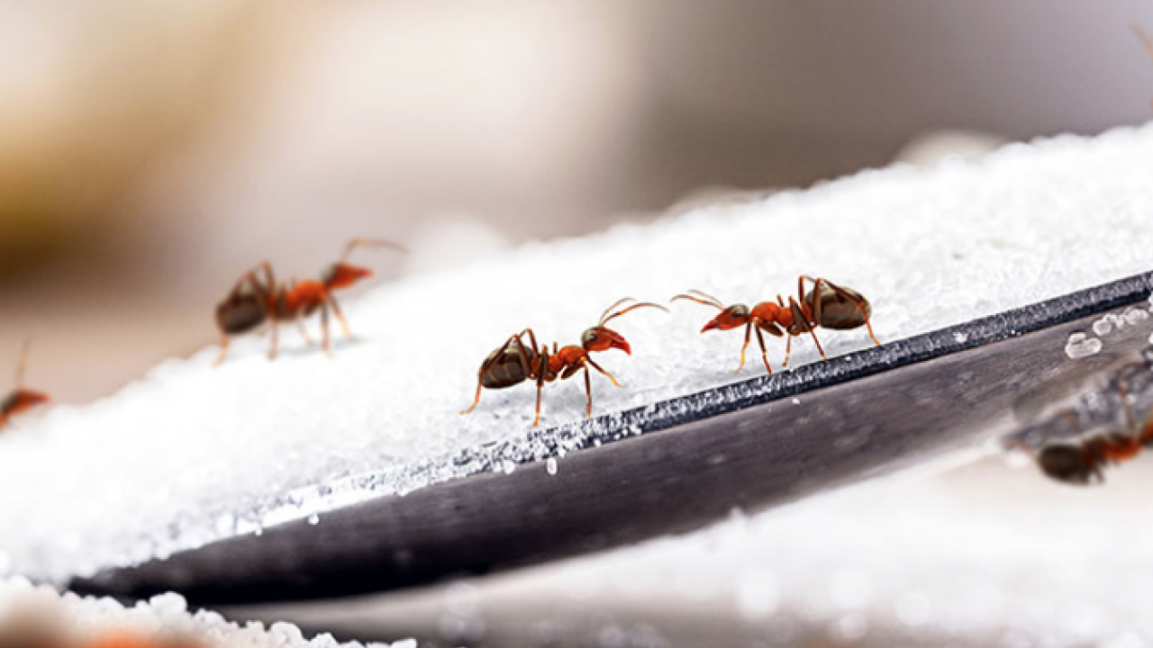 Foto - Karınca buna geliyor! O gıda: böcekten kurtulmak için hemen atın! Evinizi karınca basmadan mutlaka yapın