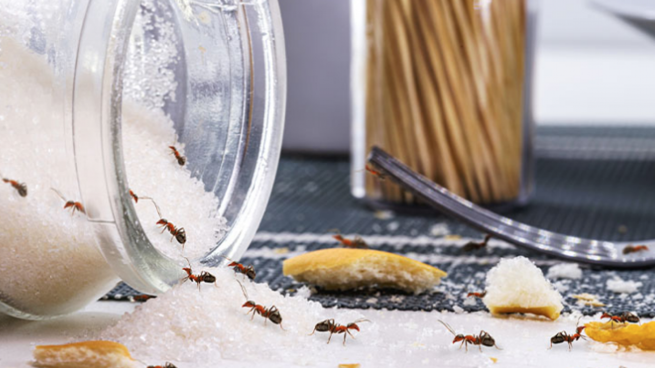 Foto - Karınca buna geliyor! O gıda: böcekten kurtulmak için hemen atın! Evinizi karınca basmadan mutlaka yapın