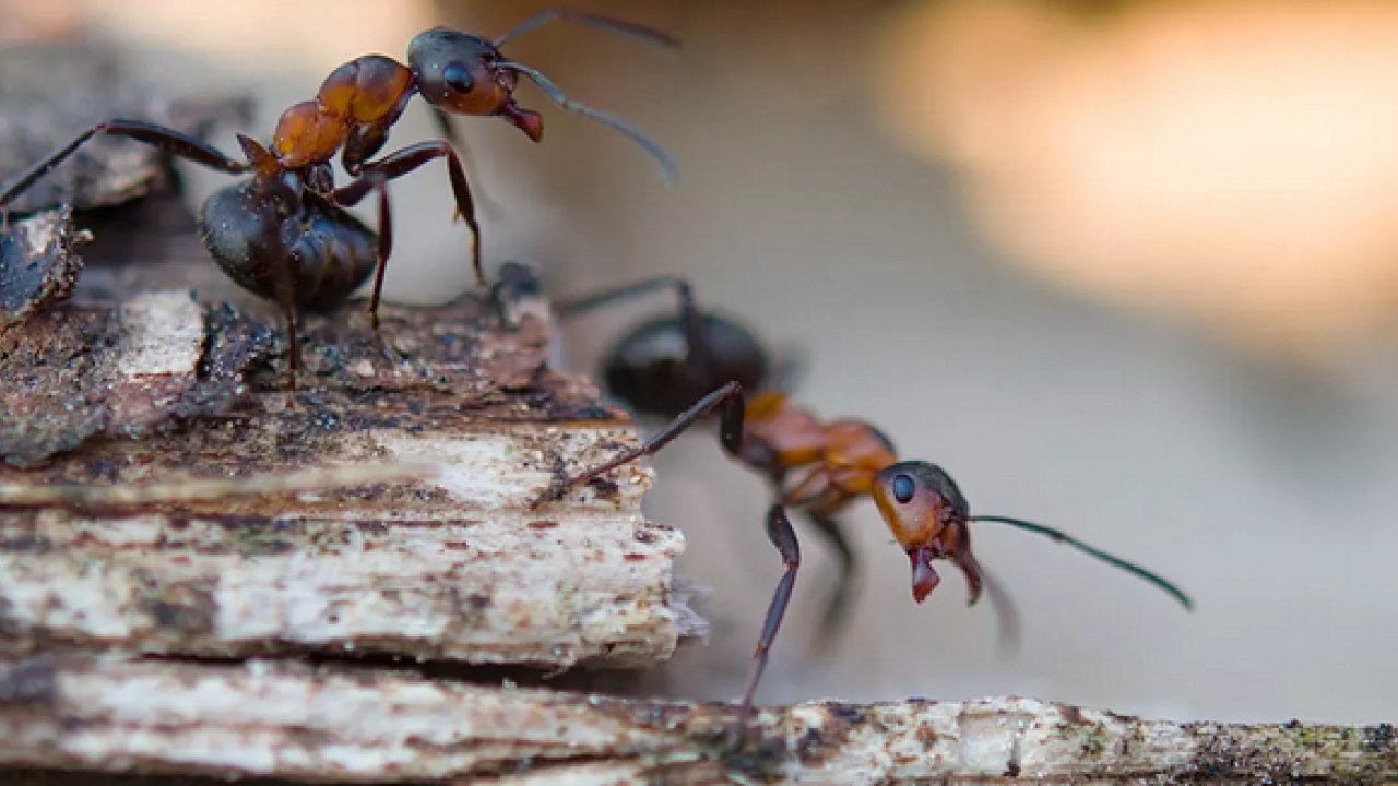 Foto - Karınca buna geliyor! O gıda: böcekten kurtulmak için hemen atın! Evinizi karınca basmadan mutlaka yapın
