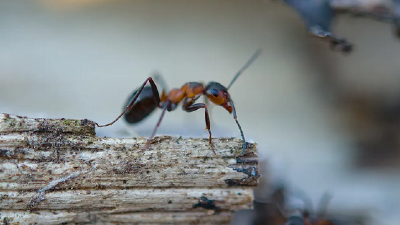 Foto - Karınca buna geliyor! O gıda: böcekten kurtulmak için hemen atın! Evinizi karınca basmadan mutlaka yapın