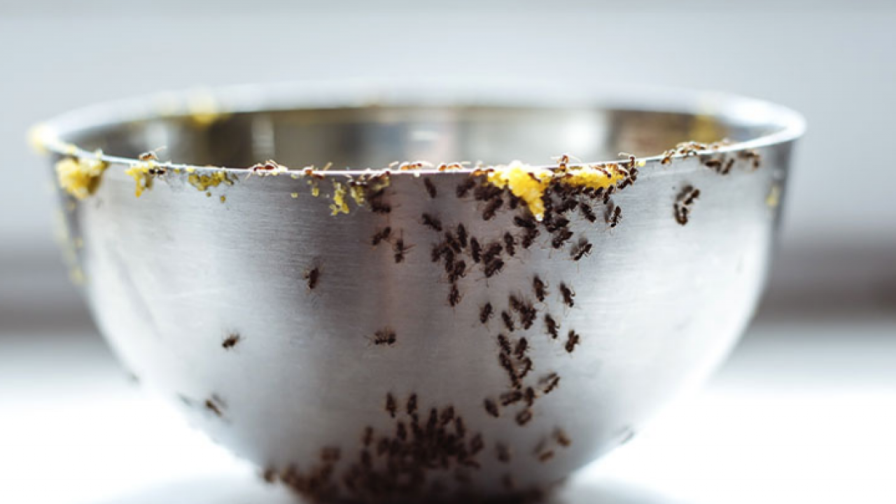 Karınca buna geliyor! O gıda: böcekten kurtulmak için hemen atın! Evinizi karınca basmadan mutlaka yapın