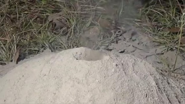 Foto - Karınca yuvasına erimiş alüminyum döktüler