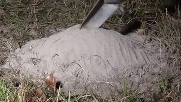 Foto - Karınca yuvasına erimiş alüminyum döktüler