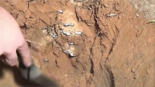 Foto - Karınca yuvasına erimiş alüminyum döktüler