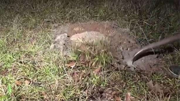 Foto - Karınca yuvasına erimiş alüminyum döktüler