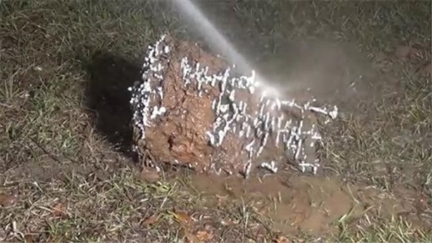 Foto - Karınca yuvasına erimiş alüminyum döktüler