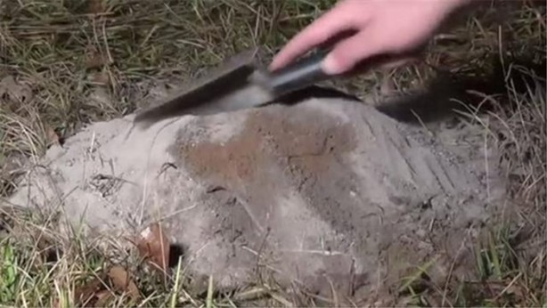 Foto - Karınca yuvasına erimiş alüminyum döktüler