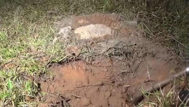 Foto - Karınca yuvasına erimiş alüminyum döktüler