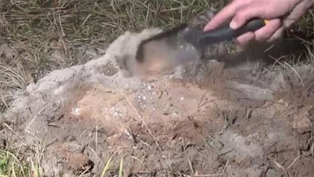 Foto - Karınca yuvasına erimiş alüminyum döktüler