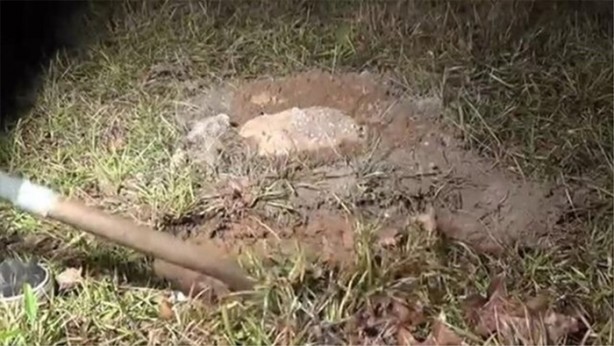 Foto - Karınca yuvasına erimiş alüminyum döktüler