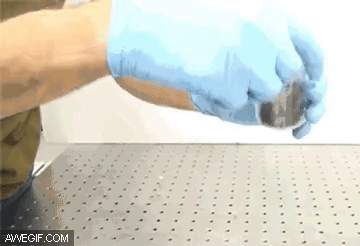 Foto - Karıncalar hakkında duymadığınız ilginç bilgiler