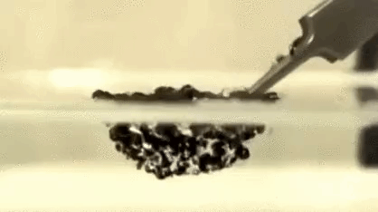 Foto - Karıncalar hakkında duymadığınız ilginç bilgiler