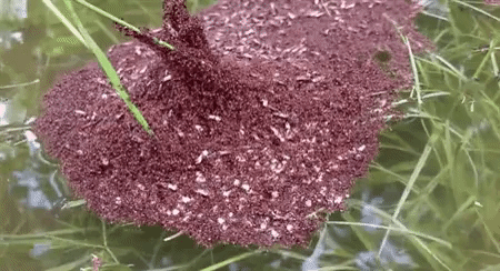 Foto - Karıncalar hakkında duymadığınız ilginç bilgiler