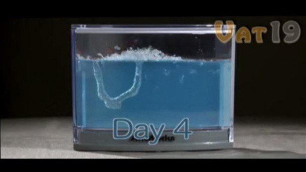 Foto - Karıncalar nasıl yuva yapıyor? İşte cevabı...