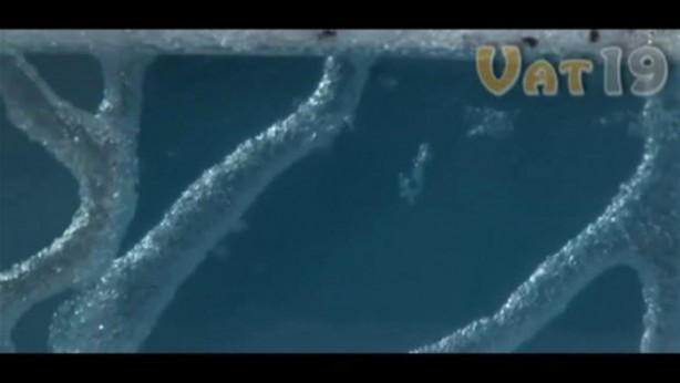 Foto - Karıncalar nasıl yuva yapıyor? İşte cevabı...