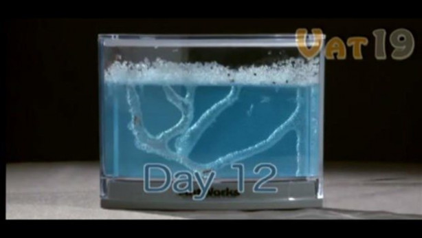 Foto - Karıncalar nasıl yuva yapıyor? İşte cevabı...