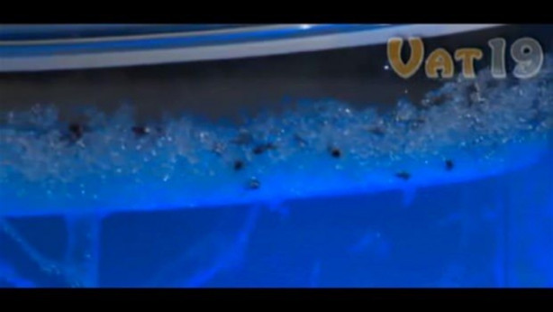 Foto - Karıncalar nasıl yuva yapıyor? İşte cevabı...