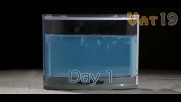 Foto - Karıncalar nasıl yuva yapıyor? İşte cevabı...