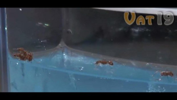 Foto - Karıncalar nasıl yuva yapıyor? İşte cevabı...