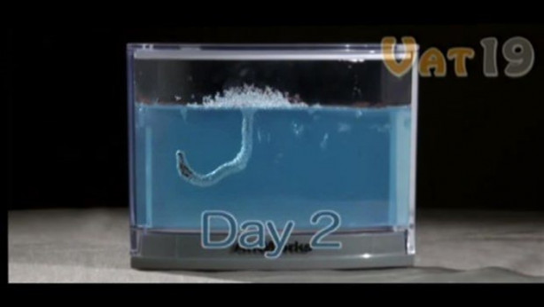 Foto - Karıncalar nasıl yuva yapıyor? İşte cevabı...