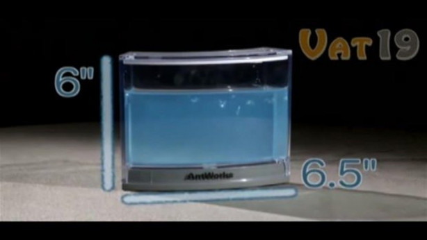 Karıncalar nasıl yuva yapıyor? İşte cevabı...