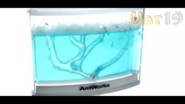 Foto - Karıncalar nasıl yuva yapıyor? İşte cevabı...