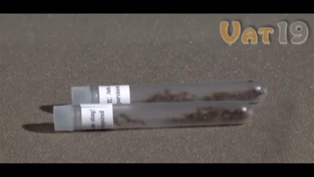 Foto - Karıncalar nasıl yuva yapıyor? İşte cevabı...