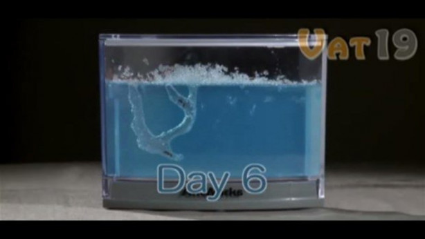 Foto - Karıncalar nasıl yuva yapıyor? İşte cevabı...