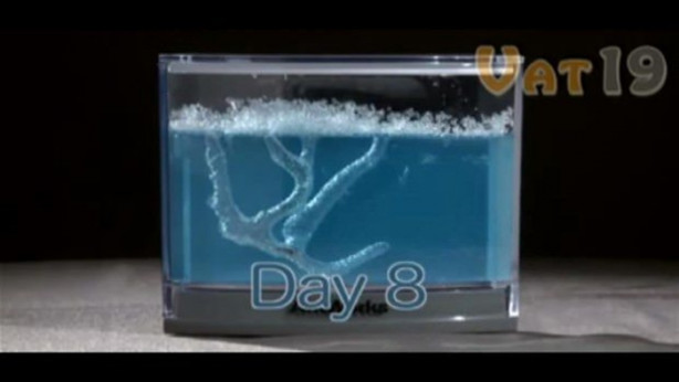 Foto - Karıncalar nasıl yuva yapıyor? İşte cevabı...