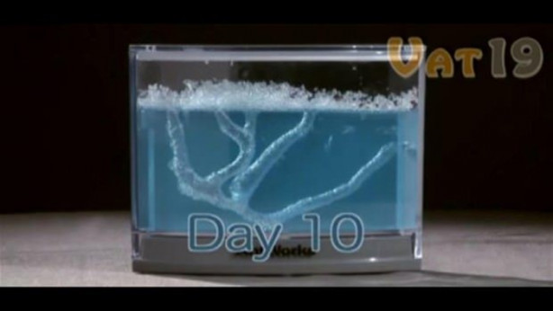 Foto - Karıncalar nasıl yuva yapıyor? İşte cevabı...