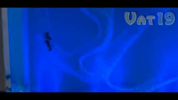 Foto - Karıncalar nasıl yuva yapıyor? İşte cevabı...