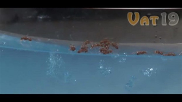 Foto - Karıncalar nasıl yuva yapıyor? İşte cevabı...