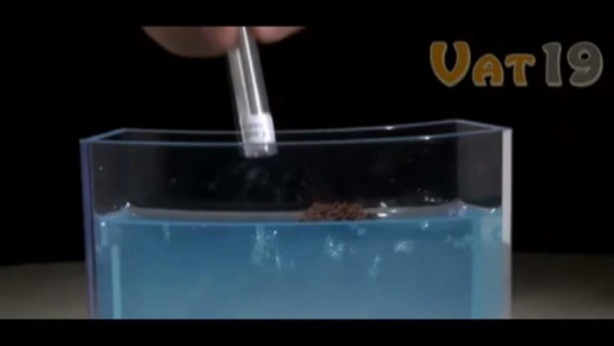 Foto - Karıncalar nasıl yuva yapıyor? İşte cevabı...