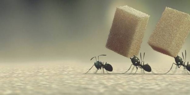 Foto - Karıncalar ondan çok tırsıyor! O baharatı her köşeye azıcık serpen, karıncayı bir daha ancak rüyasında görüyor 