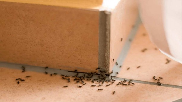 Foto - Karıncalar ondan çok tırsıyor! O baharatı her köşeye azıcık serpen, karıncayı bir daha ancak rüyasında görüyor 