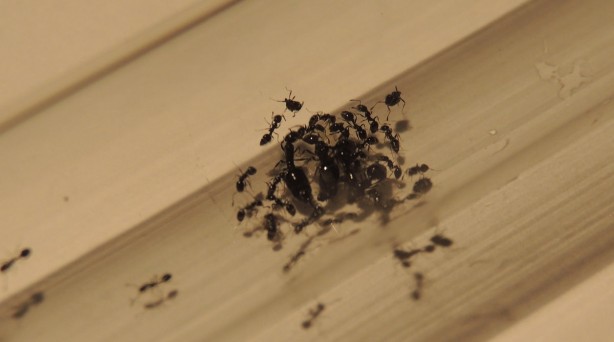 Foto - Karıncalar ondan çok tırsıyor! O baharatı her köşeye azıcık serpen, karıncayı bir daha ancak rüyasında görüyor 