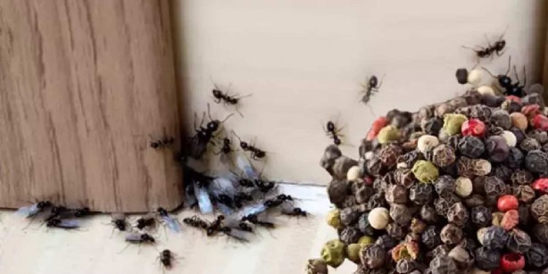 Karıncalar ondan çok tırsıyor! O baharatı her köşeye azıcık serpen, karıncayı bir daha ancak rüyasında görüyor 