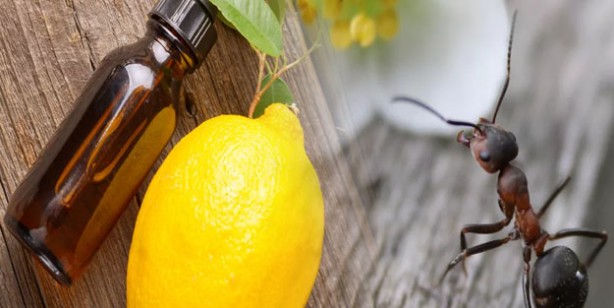 Foto - Karıncaları evden uzaklaştırmak için 5 öneri: Karıncalardan doğal kurtulma yolları